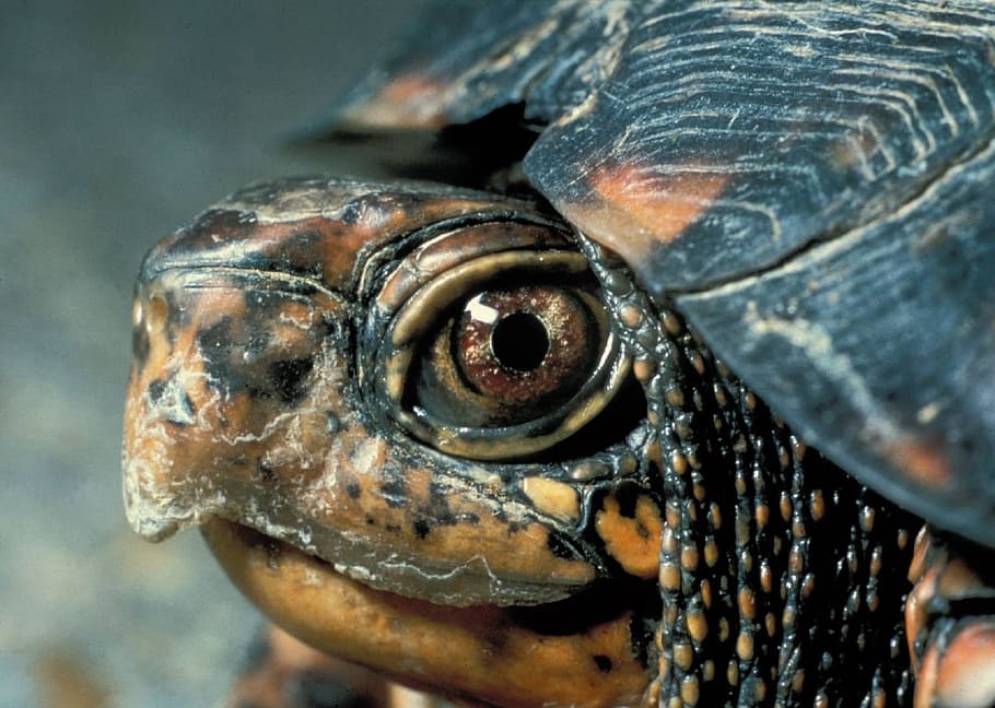 close-up photography of turtle, eastern box turtle, macro, portrait, HD wallpaper