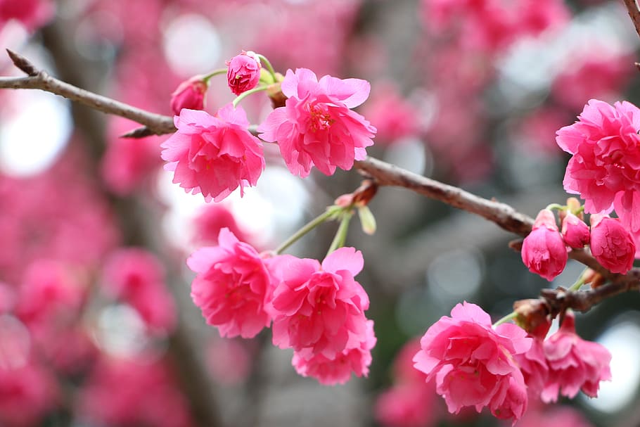 pink cherry blossoms, chung cheng age read don 櫻 flowers, chung cheng age reading hall, HD wallpaper