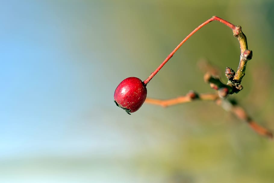 Berry, Rowan, Nature, Mountain Ash, red, fruits, red berry HD wallpaper