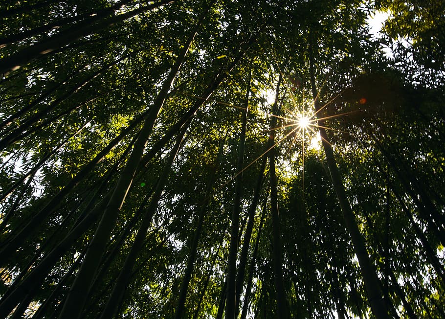 bamboo, the scenery, shade, nature, tree, forest, outdoors HD wallpaper
