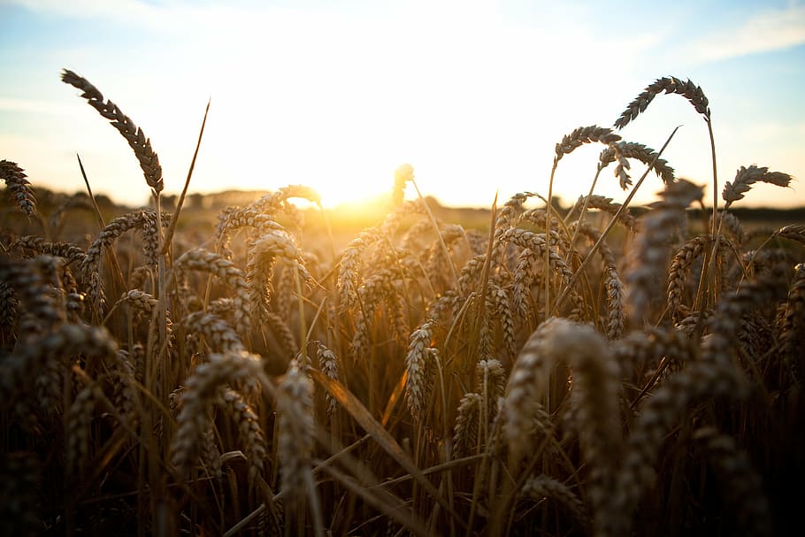 close-up photo of grains, brown, plants, daytime, wheat, grass HD wallpaper