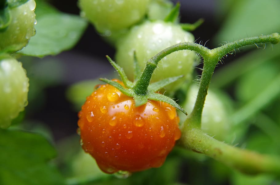 tomato, red, green, vegetables, drops of water, dew, cherry tomato HD wallpaper