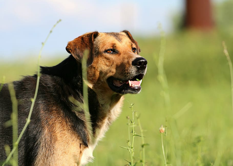 dog, snout, head, stroll, hunting, nature, each, fidelity, security HD wallpaper