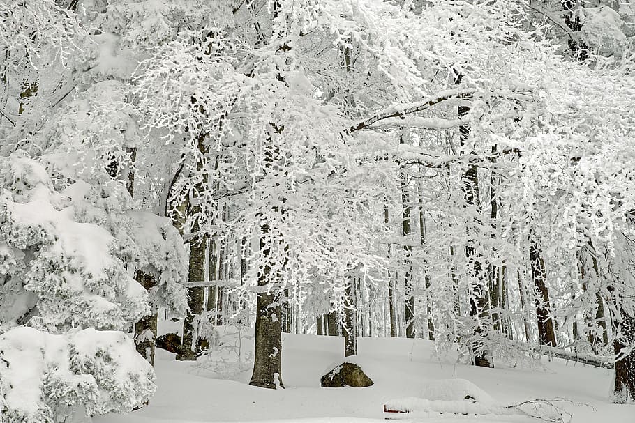 tree covered by snow, forest, winter forest, cold, trees, mystical