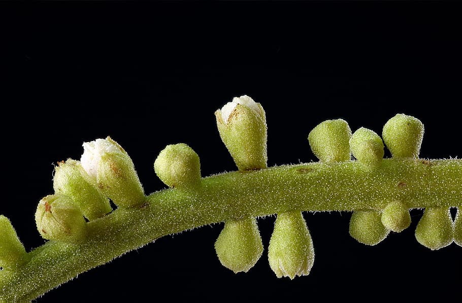 flora, macro, tiny, black background, green color, studio shot HD wallpaper