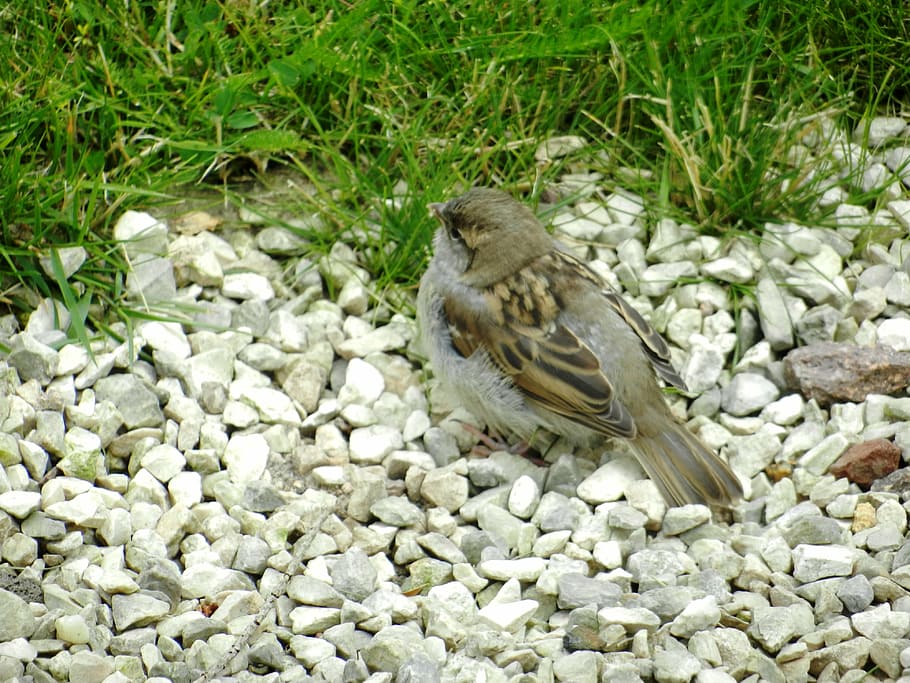 bird, birds, wings, park, nature, animals, grass, pen, beak HD wallpaper
