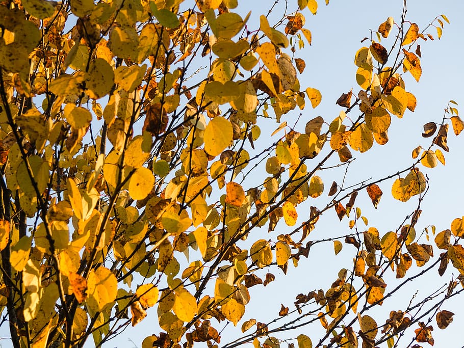 Fall Leaves in Tree, branches, orange, red, seasons, Nature, Trees HD wallpaper