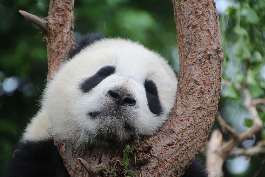 shallow focus photography of panda, panda bear, sleep, rest HD wallpaper