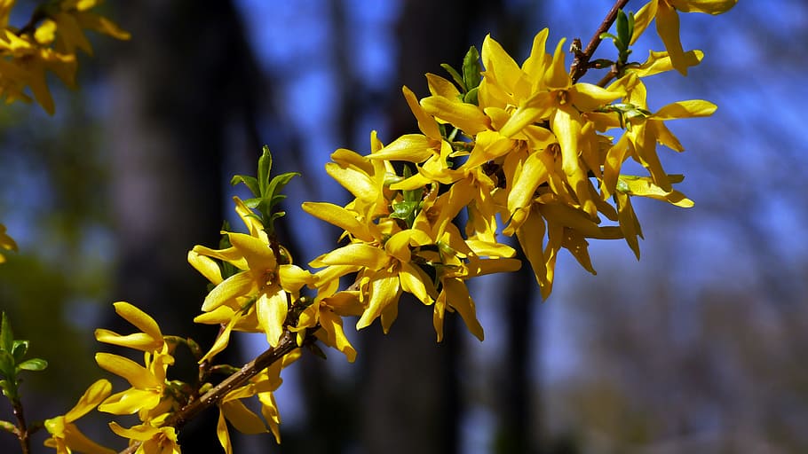 shallow focus photo of yellow flowers, spring, spring flowers HD wallpaper