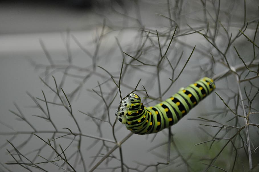 caterpillar, destruction, pest, swallowtail, black swallowtail HD wallpaper