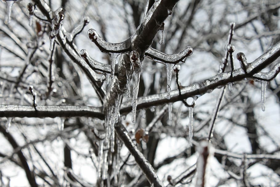 icicles, ice, tree, outdoor, december, beautiful, winter, frost HD wallpaper