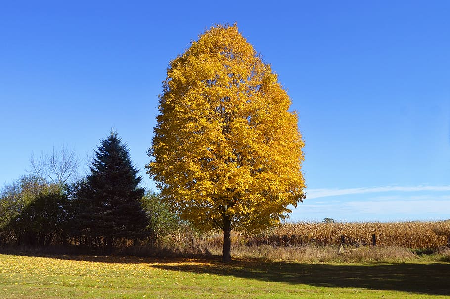 yellow, tree, orange, leaves, nature, autumn, fall, bright HD wallpaper