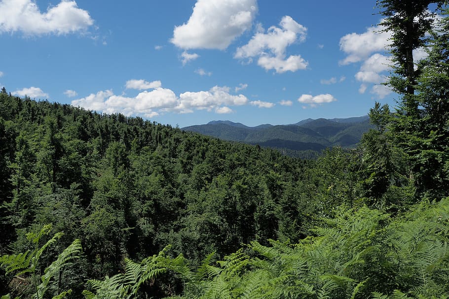 forest, clouds, panorama, tree, plant, beauty in nature, mountain HD wallpaper