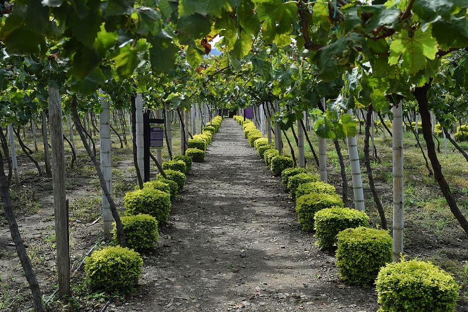 path, grapes, vineyard, colombia, harvest, plant, growth, tree HD wallpaper