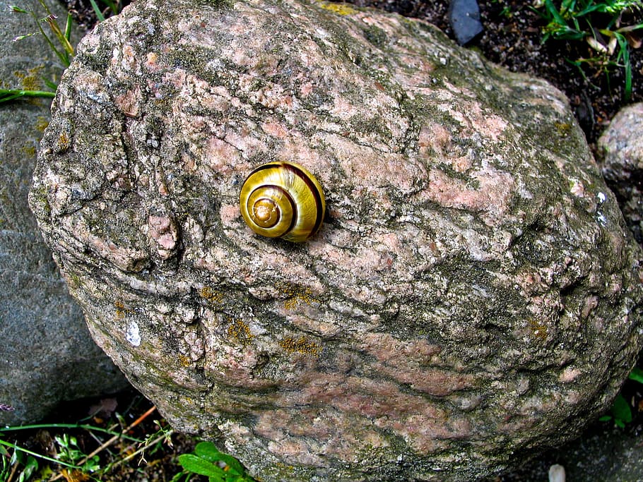 Shell stone. Камень в оболочке. Shell камень. Ракушка животное. Камень в дикой природе для раковины.