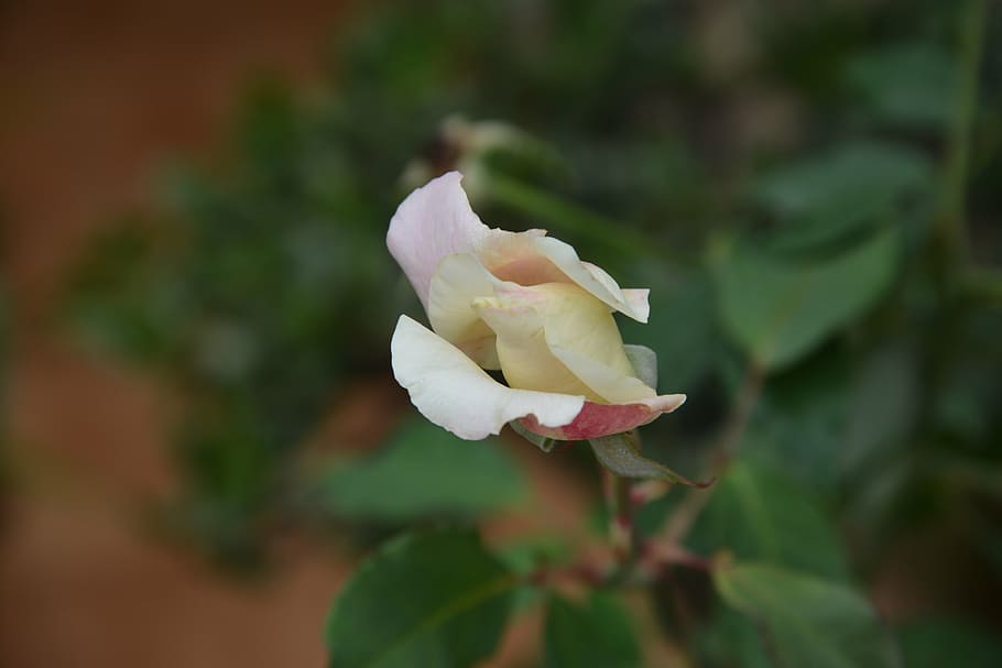 flower, rosa, plant, button, rose bush, nature, beauty in nature HD wallpaper