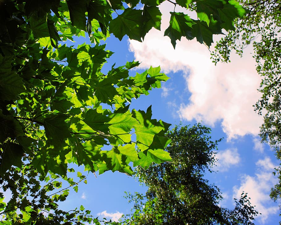 autumn, canopy, sky, clouds, mood, trees, green, foliage, deciduous trees HD wallpaper
