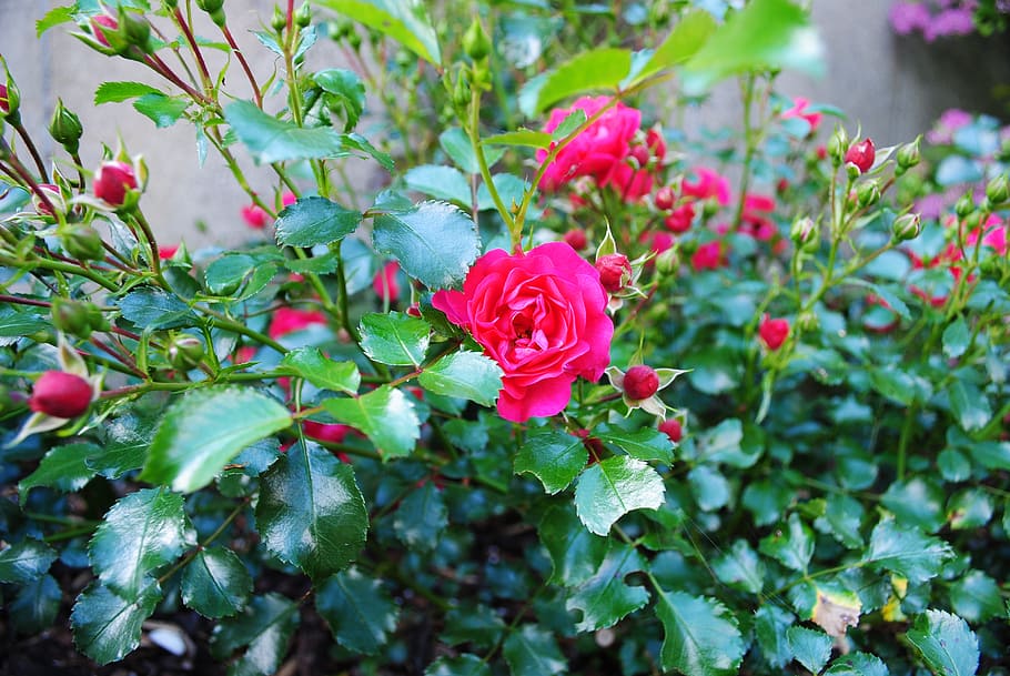 rose, plant, buds, flower, flowering plant, beauty in nature HD wallpaper
