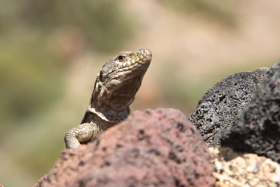 Reptile, Lizard, Close, Scaly, Animal, volcano, animal wildlife HD wallpaper
