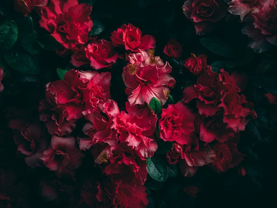 selective focus photography of pink-and-red clustered flowers, red flowers HD wallpaper