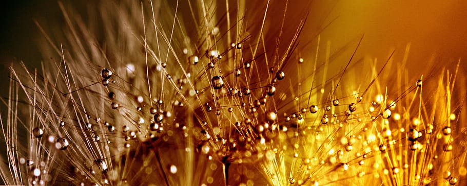 water droplets on gray plant, dandelion, drip, raindrop, nature HD wallpaper