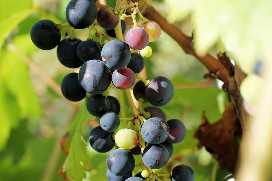 grapes, winegrowing, grapevine, fruit, vines stock, plant, blue grapes, HD wallpaper