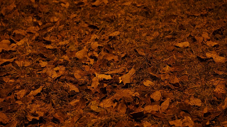 tree leaves, grass, ground, autumn, ruksea, street light, leaf HD wallpaper