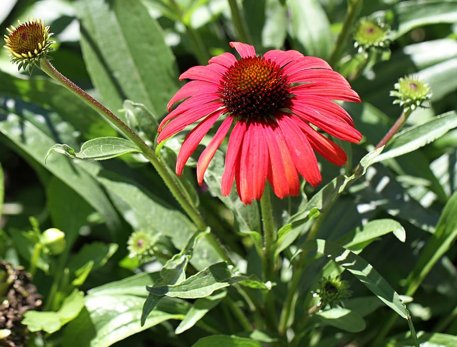 red, flower, macro, blossom, bloom, red flower, nature, close HD wallpaper