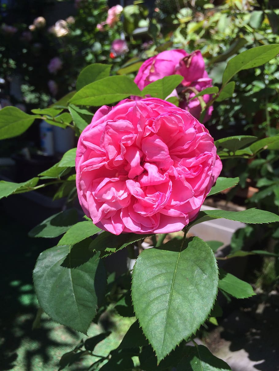 rose, flowers, flowering plant, beauty in nature, petal, freshness HD wallpaper