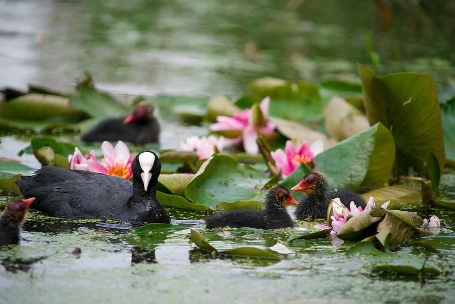 pool, water, nature, bird, lake, moorhen, animal, feather, fauna HD wallpaper