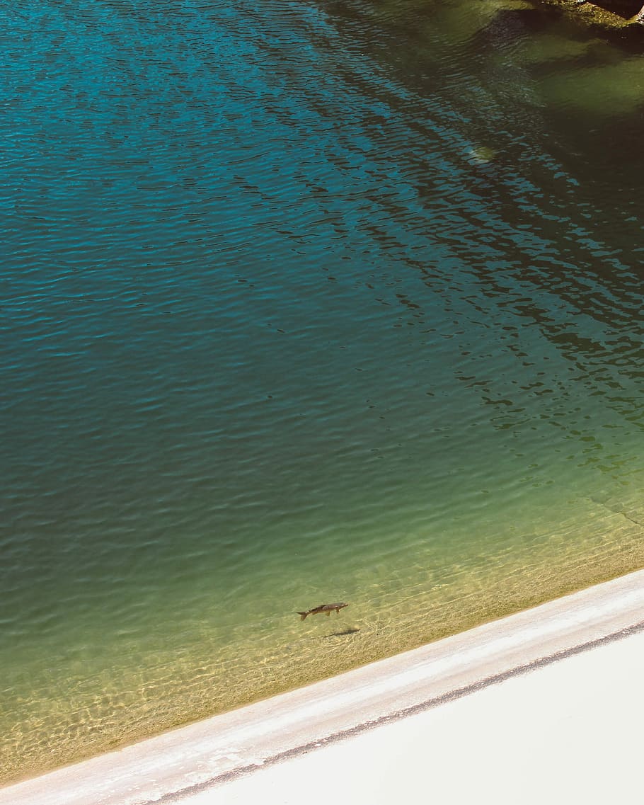 fish on beach painting, dolphin, drove view, ocean, vertical HD wallpaper