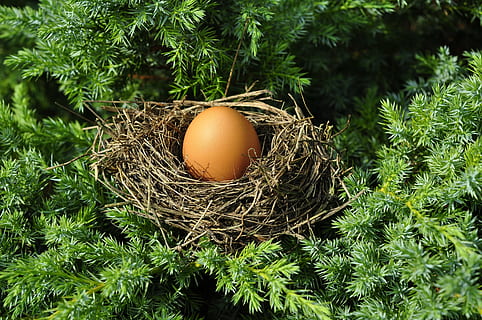 brown egg on nest, socket, optimization, dimensions, fit, only child HD wallpaper