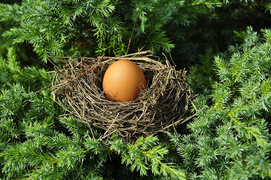 brown egg on nest, socket, optimization, dimensions, fit, only child HD wallpaper