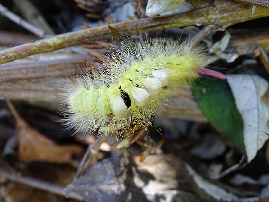 book track walk, red tailed, moth, caterpillar, book red tailed, HD wallpaper