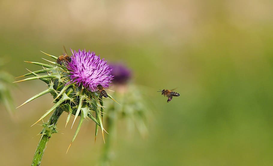 Nature, Insect, Bees, Coal, Forage, macro, flower, purple, plant HD wallpaper