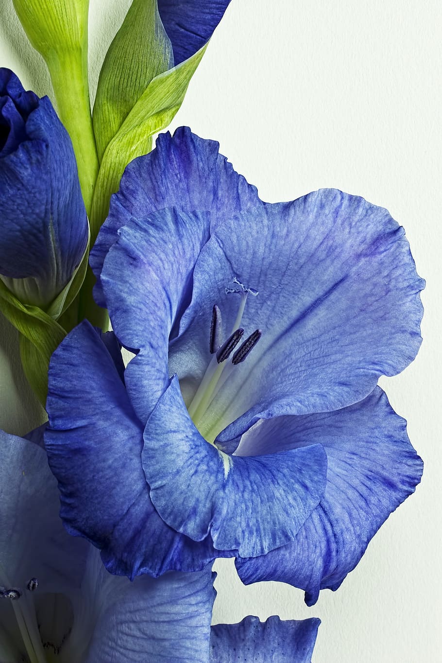 close up photo of blue petaled flowers, gladiolus, purple, purple flower, HD wallpaper