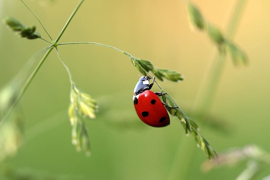 red ladybug on green leaf plant in closeup photo, beetle, coccinellidae HD wallpaper