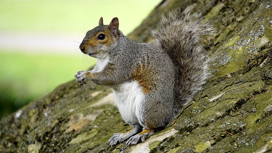 squirrel on brown tree trunk, grey squirrel, wood, animal, fur HD wallpaper