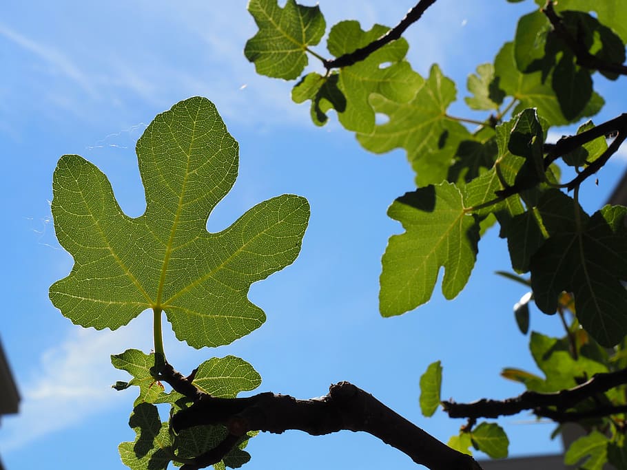 fig, leaf, nature, leaves, plant, tropical, garden, foliage HD wallpaper