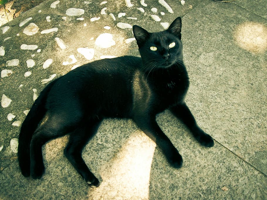 Cat, Black, domestic cat, pets, one animal, feline, animal themes HD wallpaper