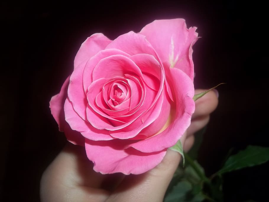 Flower, Pink, rose, rose - flower, pink color, petal, fragility HD wallpaper
