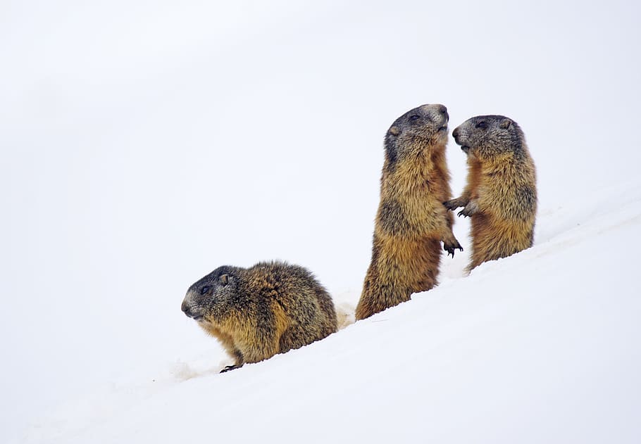 three Beaver stands on glacier mountain at daytime, marmot, animal, HD wallpaper