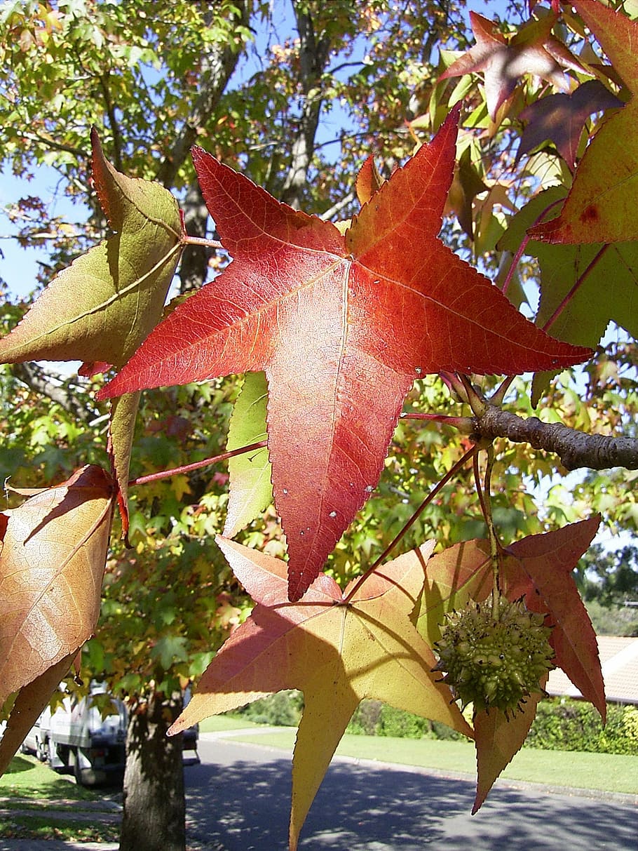 leaf, leaves, tree, season, autumn, fall, seasons, branch, branches HD wallpaper