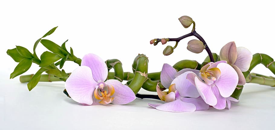 purple orchid flower and lucky bamboo plant, luck bamboo, relaxation