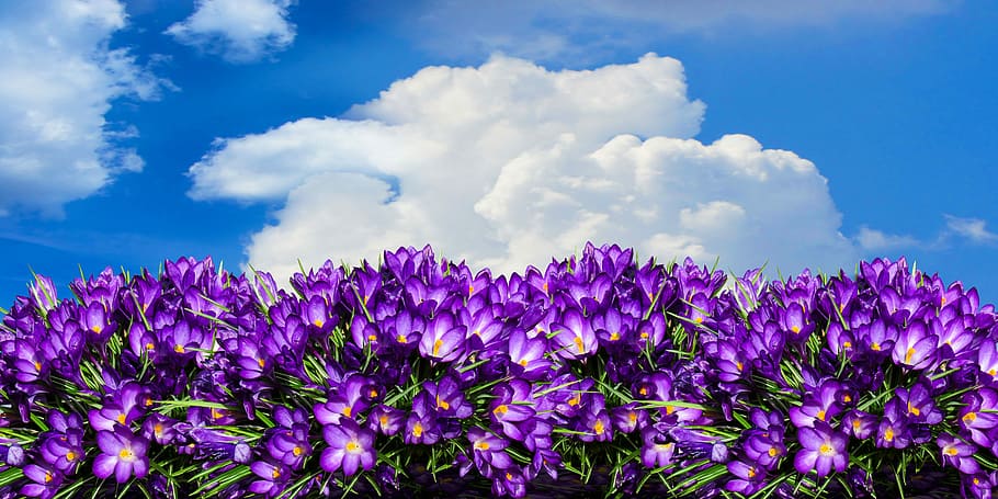 bloomed purple petaled flower field during daytime, nature HD wallpaper
