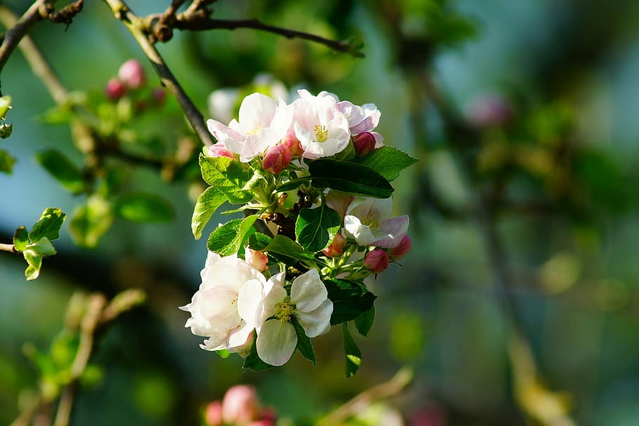 apple tree, apple blossom, spring, bloom, nature, tender, filigree HD wallpaper