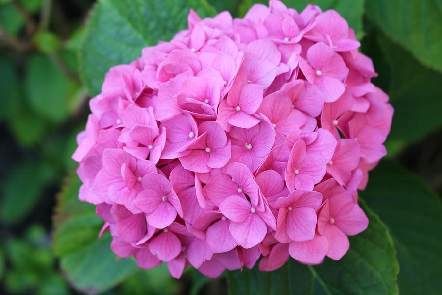close-up photo of pink petaled flower, hydrangea, flowers, nature HD wallpaper