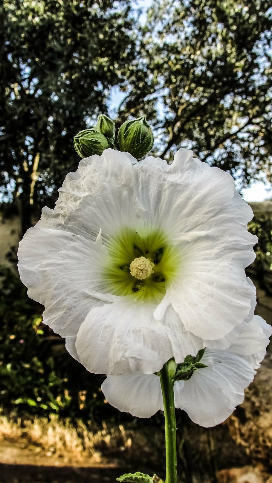 flower, white, garden, yard, spring, cyprus, dherynia, plant HD wallpaper