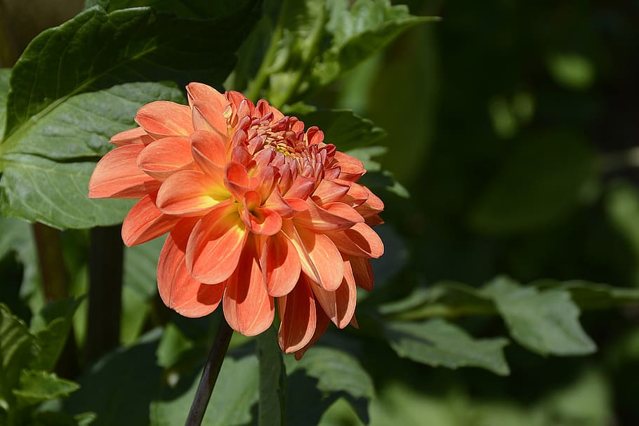 HD wallpaper: orange-and-yellow petaled flower, dahlia, blossom, bloom