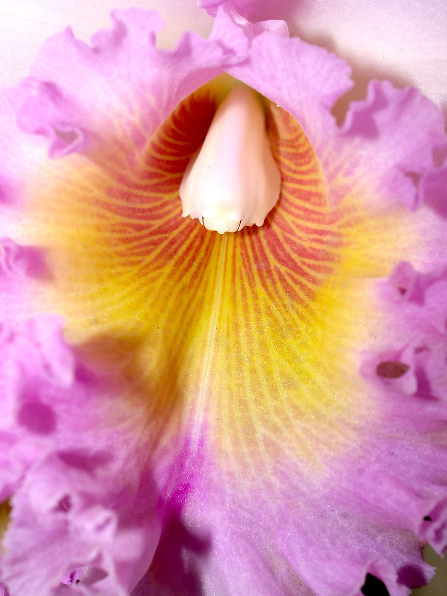 Orchid, Flower, Violet, Flora, bright, growth, decoration, bud HD wallpaper